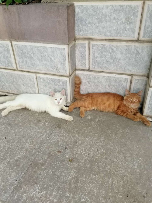  长毛猫咪待领养