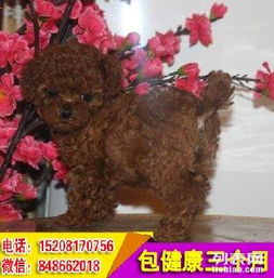  拒绝病狗,当场体检纯种泰迪,多只任挑