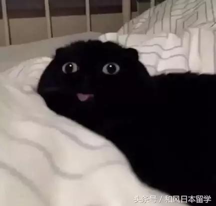  你见过最丑的猫是什么样子