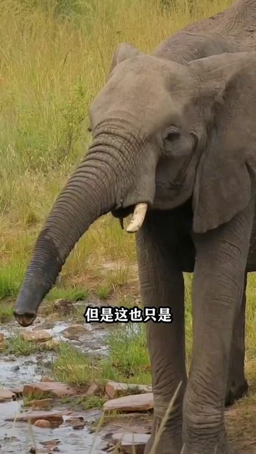  博尔特的速度在动物界是什么水平