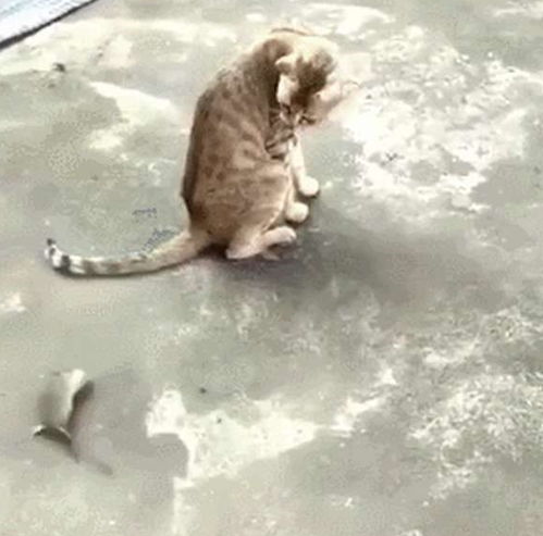  为了保命,老鼠在狸花猫面前打滚卖萌,猫你这样我很难下口