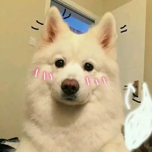  catdog在口语中怎么运用
