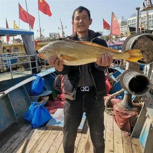  浙江宁波,渔民一条4.8斤的鱼卖了2.7万,一年两次捕到黄金鱼