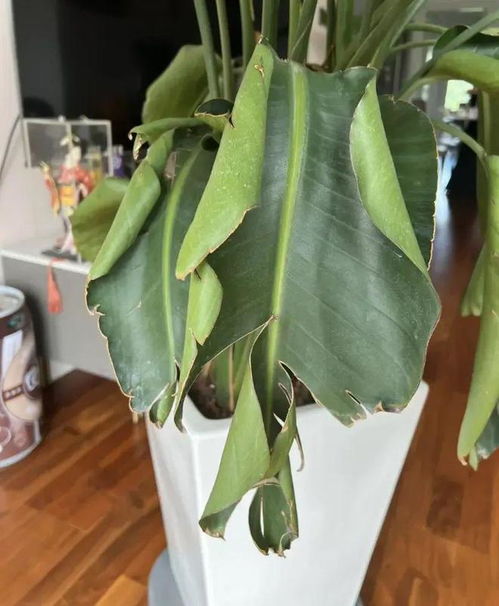  网红绿植鹤望兰,看起来大气,实际很挫败,谁买谁后悔植物散尾葵龟背竹网易订阅