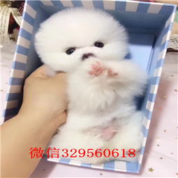  合肥买一只纯种博美大概多少钱一只纯种博美图片