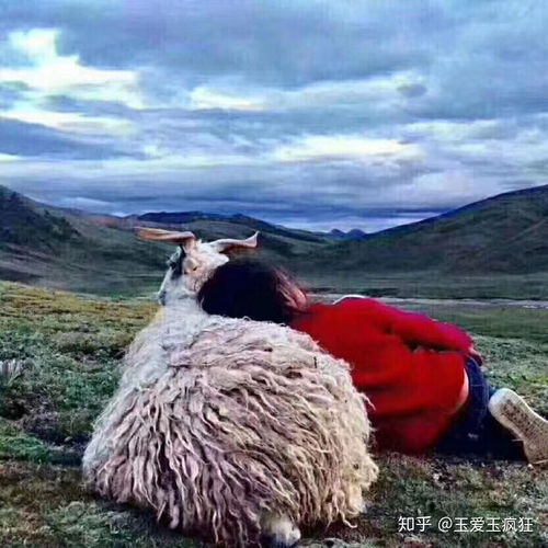  草原上一个小女孩靠在一只羊身上图片意思是什么