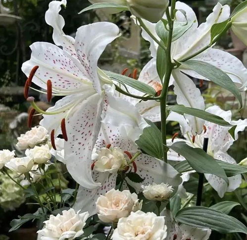  百合花能吃吗这3种可以食用,其它的都不能吃,小心中毒