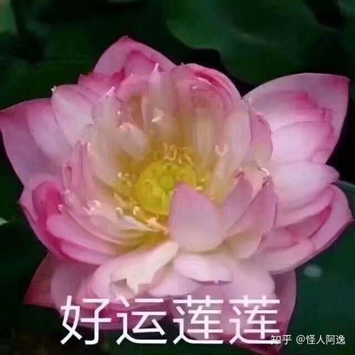 半佛半魔头像燃情