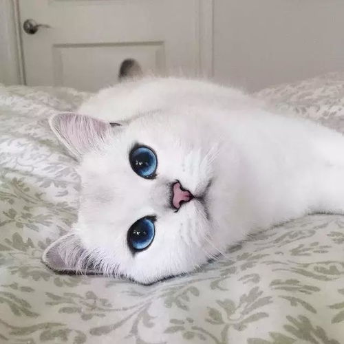  这只猫咪因貌美而出名,看到照片后不得不服