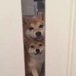 柴犬头像男生蓝色