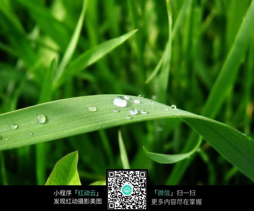  绿叶上的露珠图片免费下载编号5189100红动网