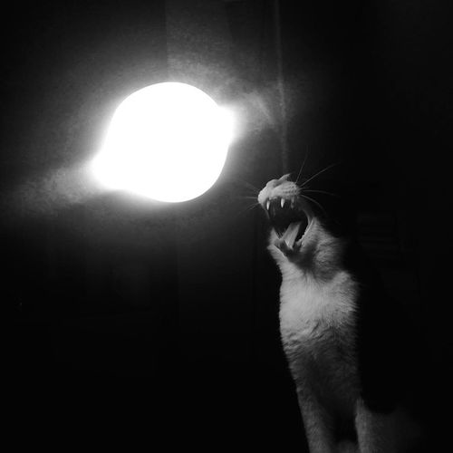  猫的孤单,学不来