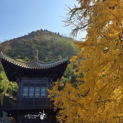 古观音禅寺,有一颗千年银杏..