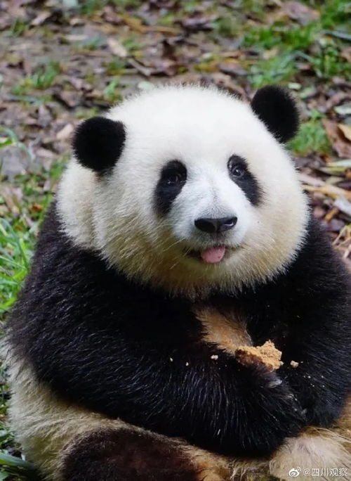  熊猫圈明星花花太火,把保安大叔都逼成了段子手
