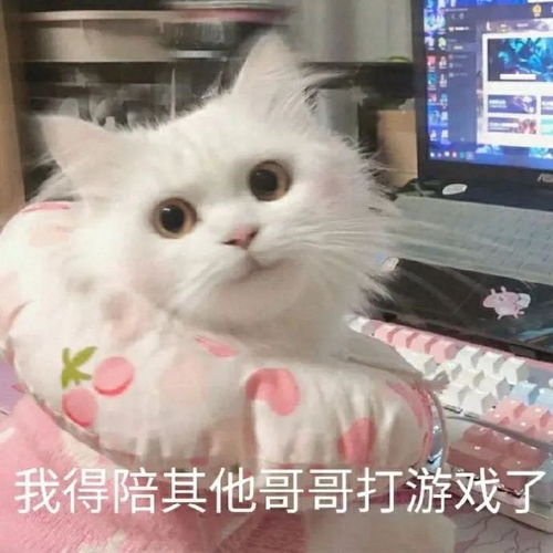  你老公刚走,快进来沙雕动物表情包