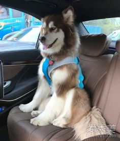  王思聪的狗是怎么丢的王思聪百万寻狗是真的吗