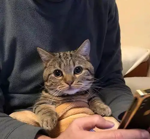  每日一笑喵喵当时至少有三只猫在打我