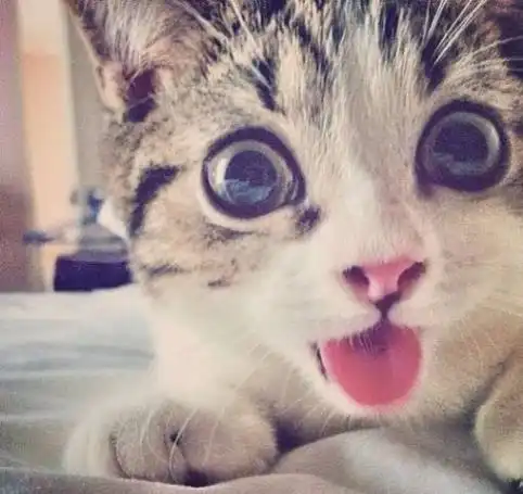  到底要不要做猫咪绝育手术,你真的了解吗