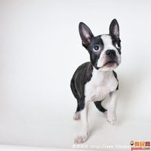  博美犬41.jpg