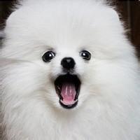  卡通动物吃货微信头像图片大全