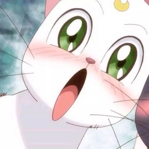 猫咪治愈系头像拟人你是