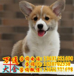  顶级精品万通犬舍柯基犬出售疫苗做齐多只可选保健康