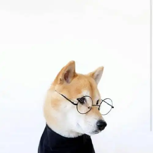  2023可爱修狗图片