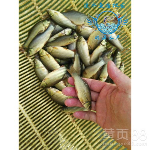  腾海批发销售绿丁桂鱼苗淡水鱼苗供应商-黄页88网