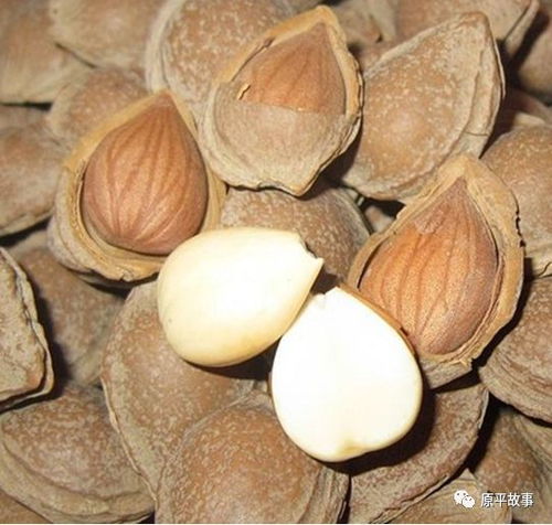  一把杏仁