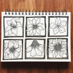  花卉白描针管笔画新手也能画的花卉线稿图片素材收藏临摹吧