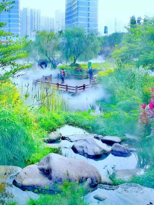  玩不够的厦门这片迷雾森林,仙气十足能玩能拍照,没门票