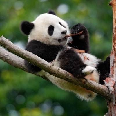  熊猫头像高清图片真实熊猫微信头像可爱清晰图片