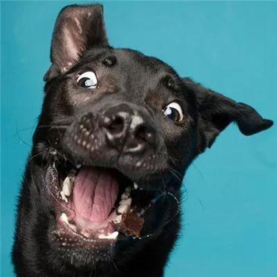 2023最新搞怪萌宠微信头像 2023最新搞怪萌宠微信头像