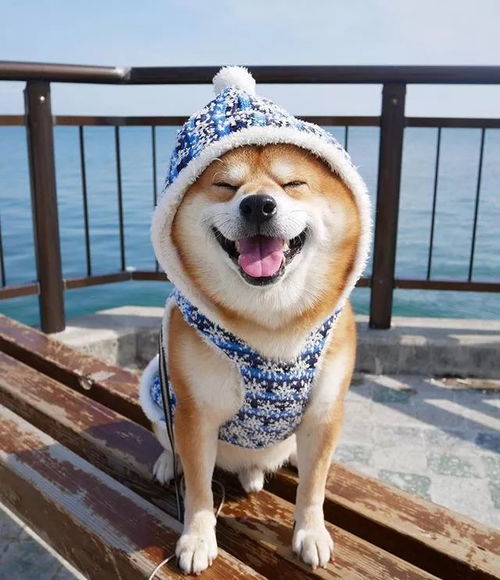  日本一柴犬因笑容治愈走红网络,网友争用它的照片做头像