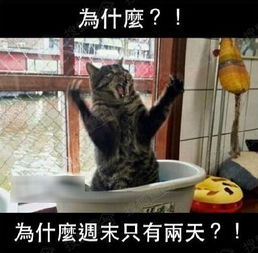  适合睡觉这天偏偏是周一冬至该吃饺子了哟