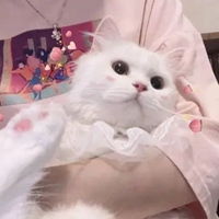  女生头像猫猫咪可爱系列女生头像
