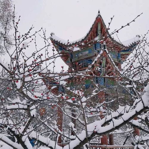  这个冬天,这些高校的雪景刷屏了