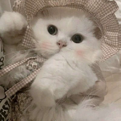 猫咪治愈系头像拟人情侣