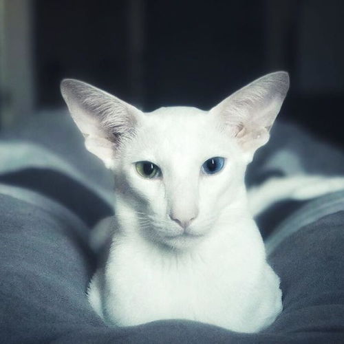  咦为什么异瞳的猫咪大部分都是白色