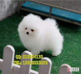  博美价格博美图片博美犬多少钱专业繁育