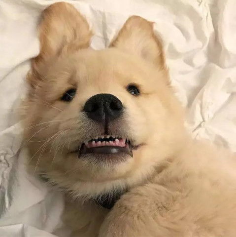  世界上最可爱的小东西会是什么呢小金毛绝对应该上榜