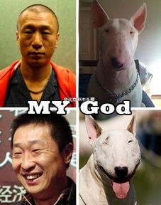  孙红雷像什么狗