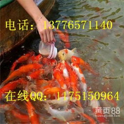  落叶时雨锦鲤多少钱-黄页88网