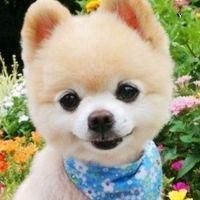  微信头像是自己养的狗狗微信头像图片大全