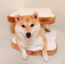  治愈系宠物图片小柴犬,和它的美食故事
