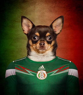  狗狗也爱世界杯摄影师拍摄各国珍稀犬球衣写真