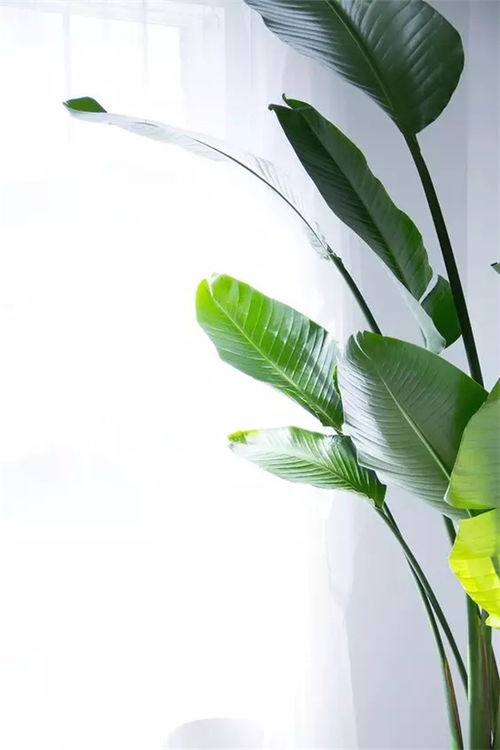  打造网红家居必备的5种植物