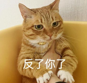 用猫做微信头像好不好