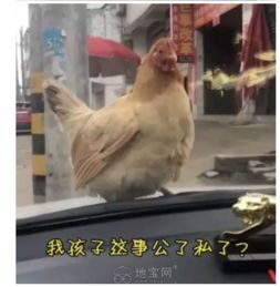  一男子竟被一只鸡给碰瓷了...