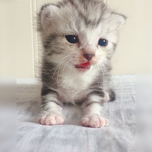 易烊千玺同款猫咪,英短一窝两周奶猫接受预订